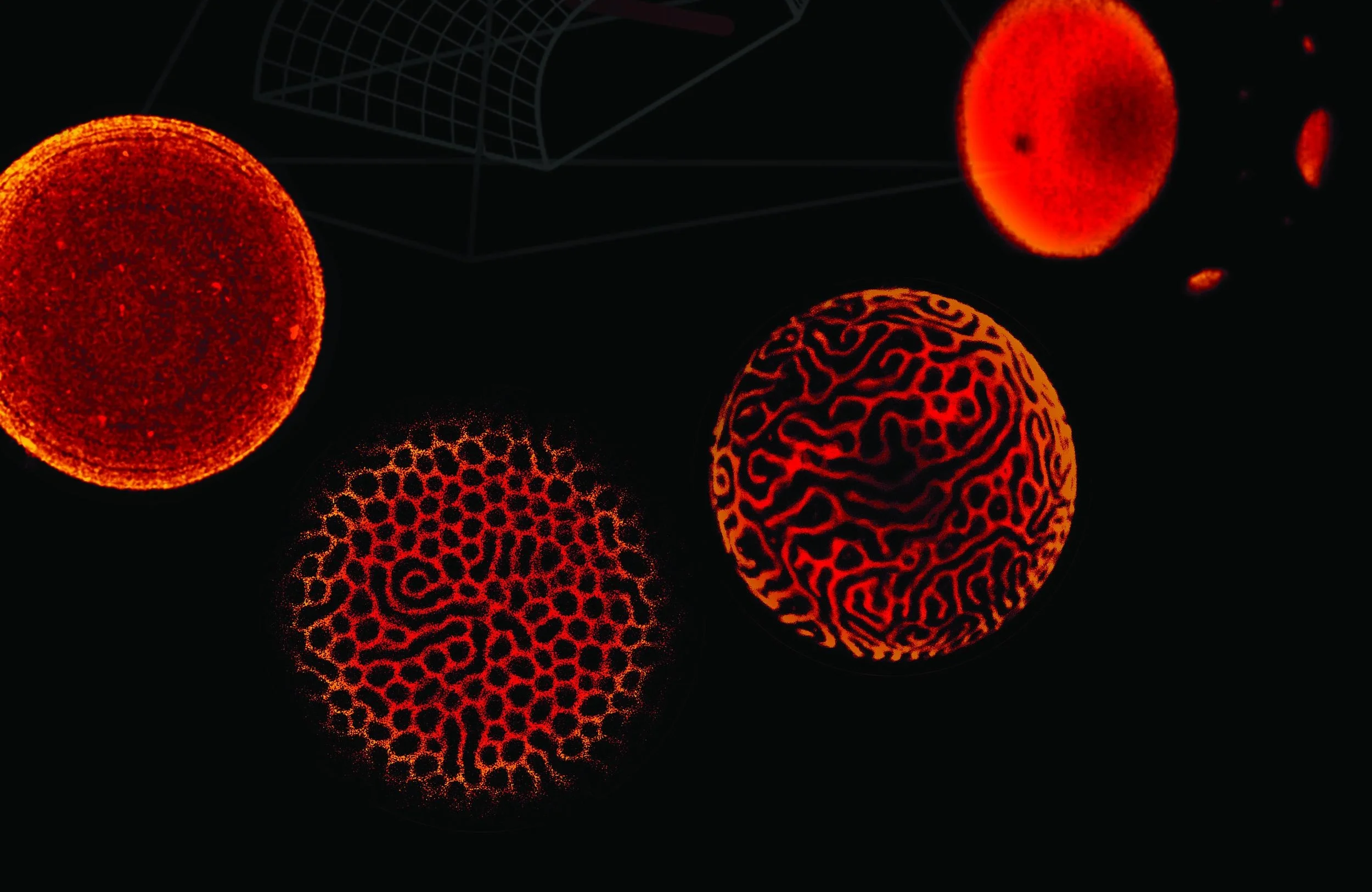 The secret life of membrane domains
