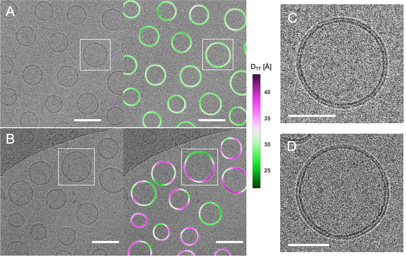 Cryo-EM images of uniform and phase separated vesicles