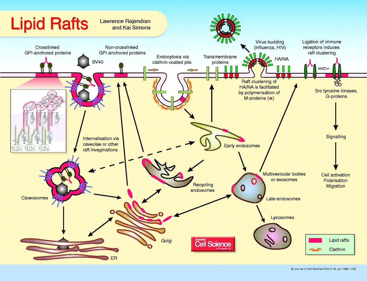 Cartoon depiction of raft hypothesis