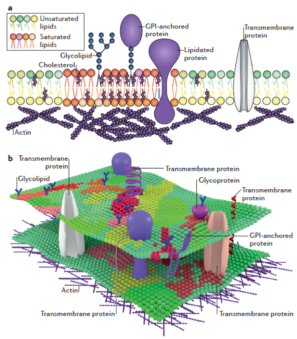Cartoon depiction of raft hypothesis